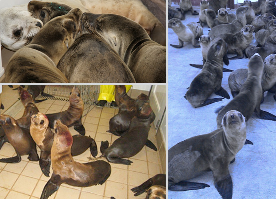 Hundreds of seals and sea lions are treated each year at the Marine Mammal  Center